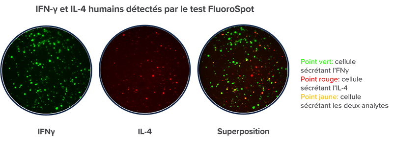 Fluorospot-FR