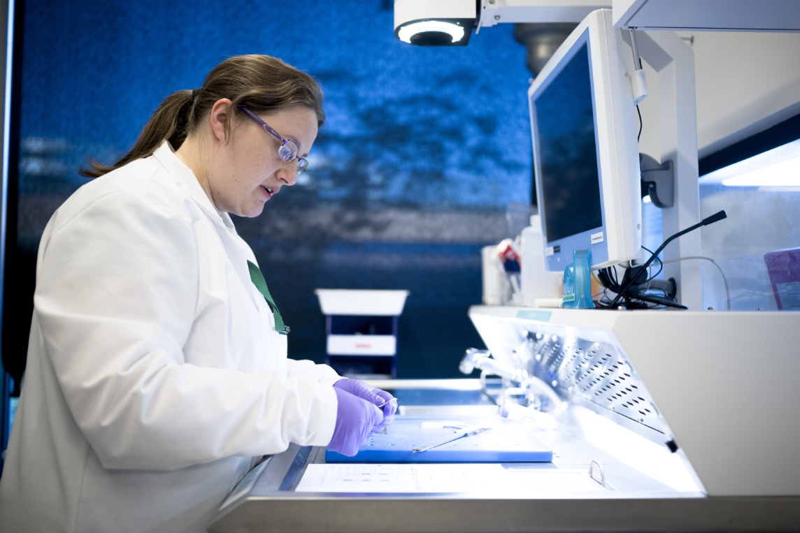 Pathologist examining hematoxylin and eosin stained tissue slide for tumor-infiltrating lymphocyte assessment