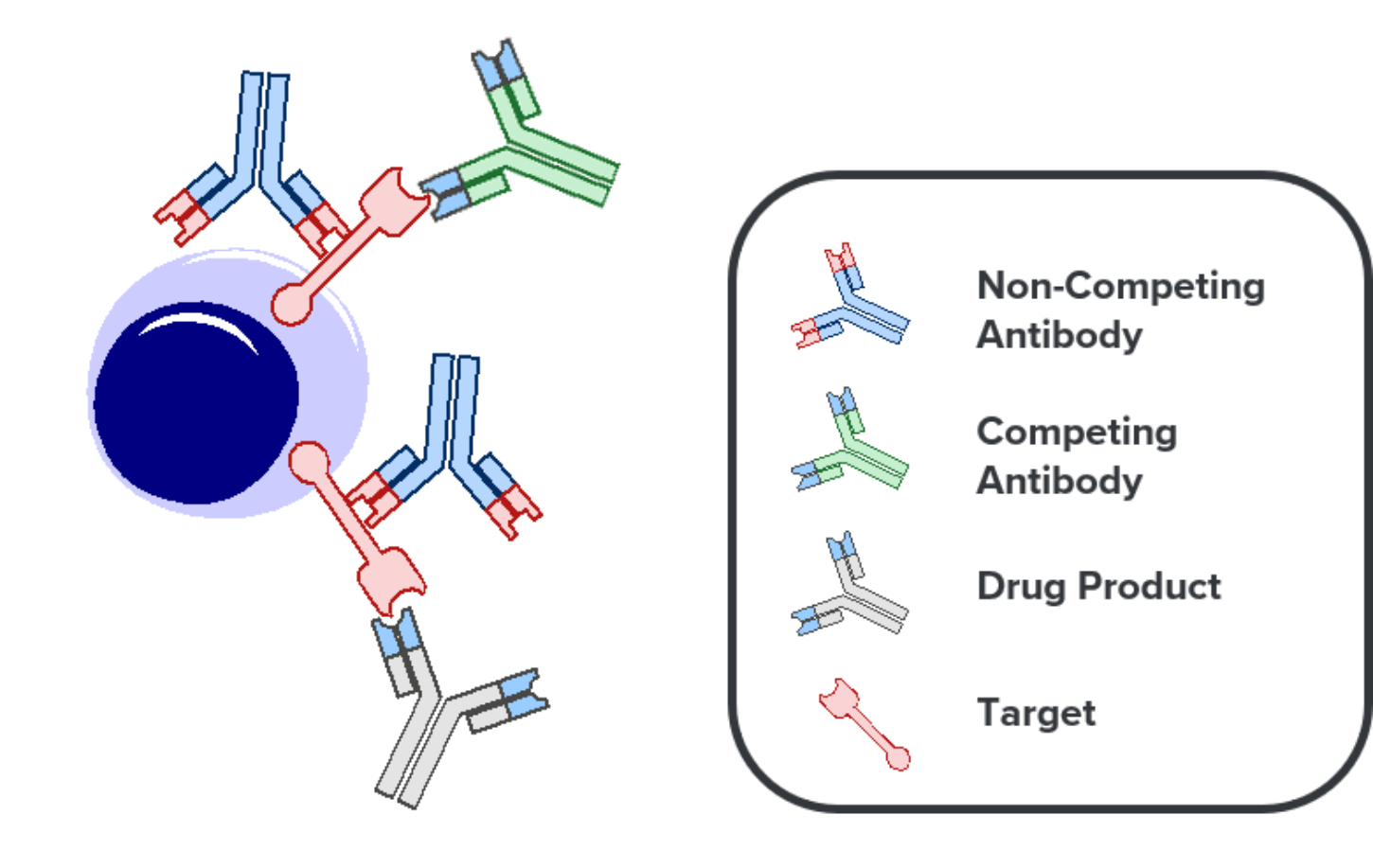Diagram of receptor occupancy antibody binding (competing versus non-competing antibodies).
