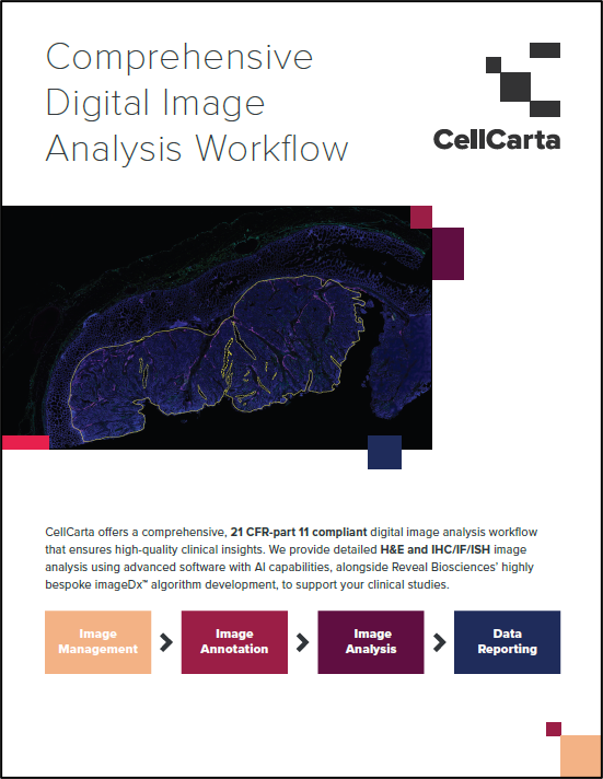 Digital image analysis workflow