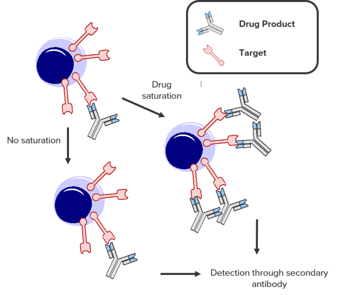 Diagram of a receptor occupancy saturation assay showing antibody and target binding.