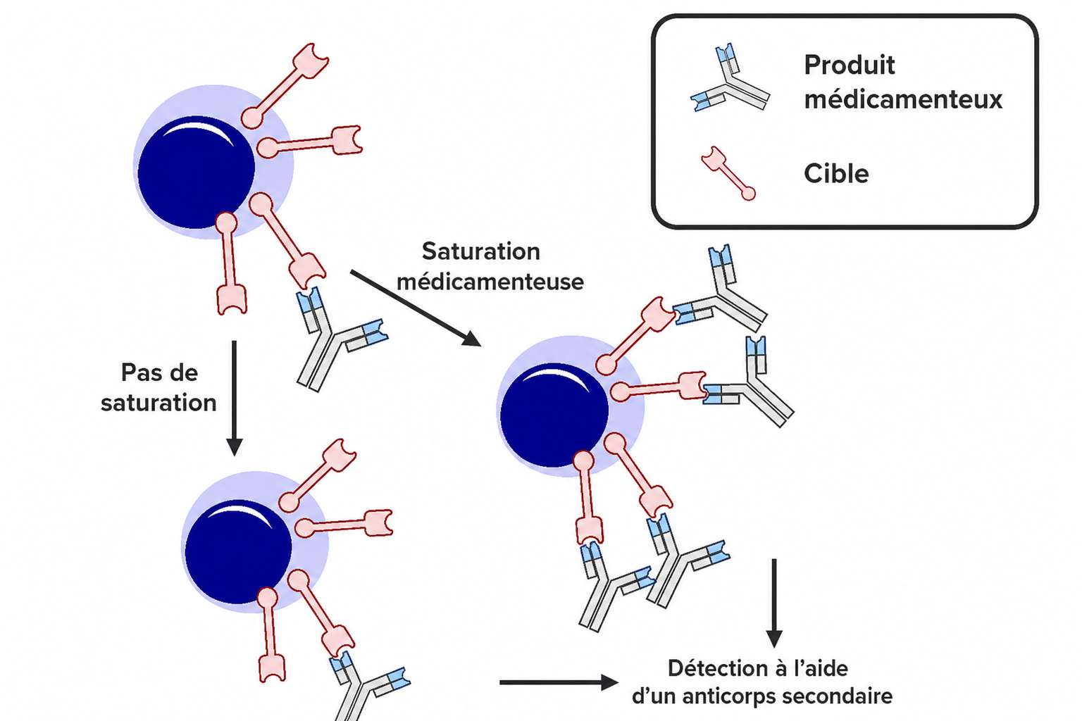 Saturation Assay FR